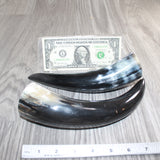 2 Small Polished Cow Horns #666    Natural colored
