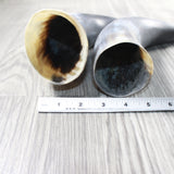 2 Raw Unfinished Cow Horns #2158     Natural Colored