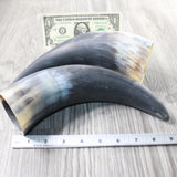 2 Raw Unfinished Cow Horns #2158     Natural Colored