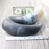 2 Raw Unfinished Cow Horns #2158     Natural Colored