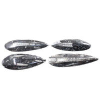 4 Large Orthoceras Fossils  #8158