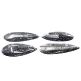 4 Large Orthoceras Fossils  #8158