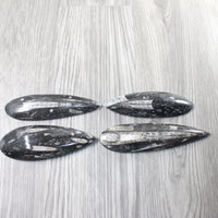 4 Large Orthoceras Fossils  #8158
