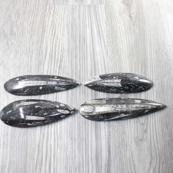 4 Large Orthoceras Fossils  #8158