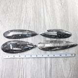4 Large Orthoceras Fossils  #8158
