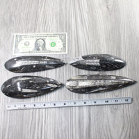 4 Large Orthoceras Fossils  #8158