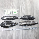 4 Large Orthoceras Fossils  #8158