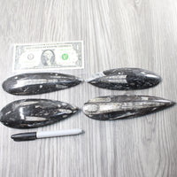 4 Large Orthoceras Fossils  #8158