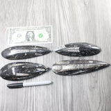 4 Large Orthoceras Fossils  #8158
