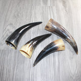 4 Small Polished Cow Horns #566    Natural colored