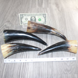 4 Small Polished Cow Horns #566    Natural colored
