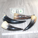 4 Small Polished Cow Horns #566    Natural colored
