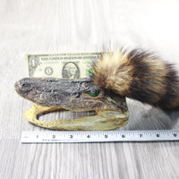 Alligator Head With Raccoon Tail Mohawk  #6358