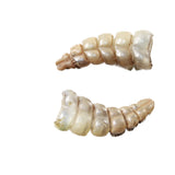 2 Very Small Rattlesnake Rattles  #8458    Taxidermy Diamondback Sidewinder