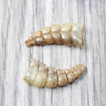 2 Very Small Rattlesnake Rattles  #8458    Taxidermy Diamondback Sidewinder