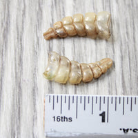 2 Very Small Rattlesnake Rattles  #8458    Taxidermy Diamondback Sidewinder