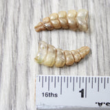 2 Very Small Rattlesnake Rattles  #8458    Taxidermy Diamondback Sidewinder
