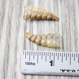 2 Very Small Rattlesnake Rattles  #8458    Taxidermy Diamondback Sidewinder