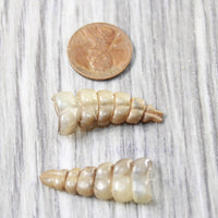 2 Very Small Rattlesnake Rattles  #8458    Taxidermy Diamondback Sidewinder