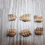6 Very Small Rattlesnake Rattles  #1667   Taxidermy Diamondback Sidewinder