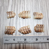 6 Very Small Rattlesnake Rattles  #1667   Taxidermy Diamondback Sidewinder