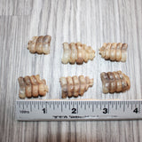 6 Very Small Rattlesnake Rattles  #1667   Taxidermy Diamondback Sidewinder