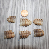 6 Very Small Rattlesnake Rattles  #1667   Taxidermy Diamondback Sidewinder