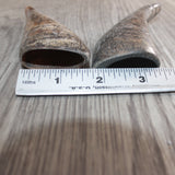 2 Small Polished Goat Horns #267      Natural Colored