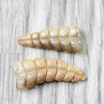 2 Small Rattlesnake Rattles  #4858    Taxidermy Diamondback Sidewinder