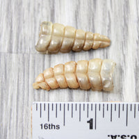 2 Small Rattlesnake Rattles  #4858    Taxidermy Diamondback Sidewinder