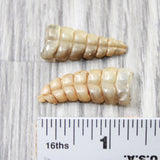 2 Small Rattlesnake Rattles  #4858    Taxidermy Diamondback Sidewinder