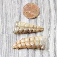 2 Small Rattlesnake Rattles  #4858    Taxidermy Diamondback Sidewinder