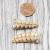 2 Small Rattlesnake Rattles  #4858    Taxidermy Diamondback Sidewinder