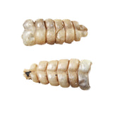 2 Rattlesnake Rattles  #6858    Taxidermy Diamondback Sidewinder
