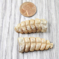 2 Rattlesnake Rattles  #6858    Taxidermy Diamondback Sidewinder