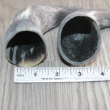 2 Small Unfinished Cow Horns #967    Natural Colored