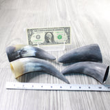4 Small Raw Unfinished Cow Horns #9858   Natural Colored