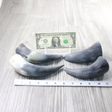 4 Small Raw Unfinished Cow Horns #9858   Natural Colored