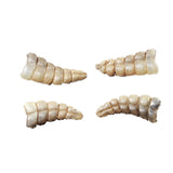 4 Small Rattlesnake Rattles  #6958    Taxidermy Diamondback Sidewinder