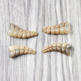 4 Small Rattlesnake Rattles  #6958    Taxidermy Diamondback Sidewinder