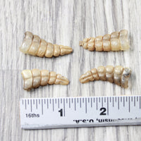 4 Small Rattlesnake Rattles  #6958    Taxidermy Diamondback Sidewinder