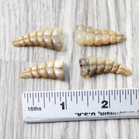 4 Small Rattlesnake Rattles  #6958    Taxidermy Diamondback Sidewinder