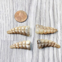 4 Small Rattlesnake Rattles  #6958    Taxidermy Diamondback Sidewinder