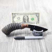 Springbok Horn Handle Obsidian Blade Ornamental Knife #6958  Mountain Man Knife