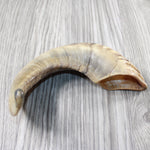 1 Sheep Horn  #5349 Natural Colored Polished Ram Horn