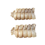2 Short Rattlesnake Rattles  #1058    Taxidermy Diamondback Sidewinder