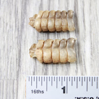 2 Short Rattlesnake Rattles  #1058    Taxidermy Diamondback Sidewinder
