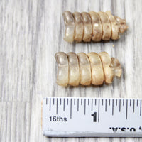 2 Short Rattlesnake Rattles  #1058    Taxidermy Diamondback Sidewinder
