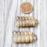 2 Short Rattlesnake Rattles  #1058    Taxidermy Diamondback Sidewinder
