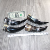 4 Small Polished Cow Horns #267    Natural colored